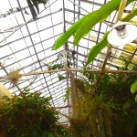 selby gardens